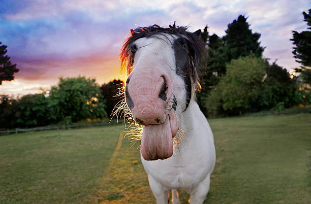 Gypsy stallion with braided mane, on a farm. Detail of the snout.
