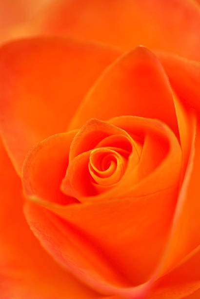 istock Orange swirl inside of a Rose. 507239255