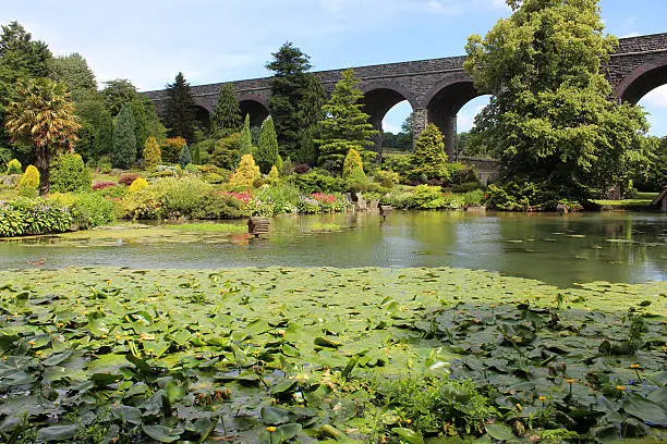 Photo showing a large pond with a rockery / rock garden planted with dwarf conifers and flowers, on the far side of the water.  Growing in the foreground is a group of yellow water lily flowers.  These flowers are not typical water lilies, as the flowers appear more like a bud than an actually bloom, while the leaves are more oval in shape.