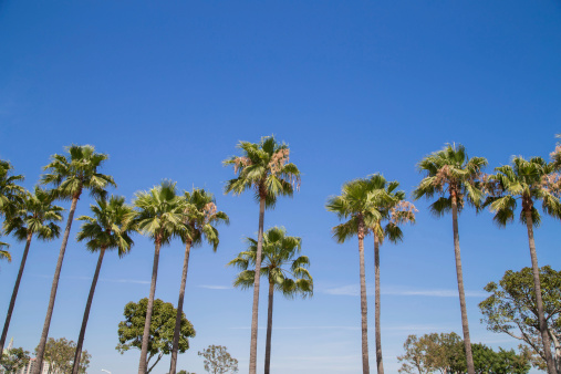a row of palm trees against clear blue sky