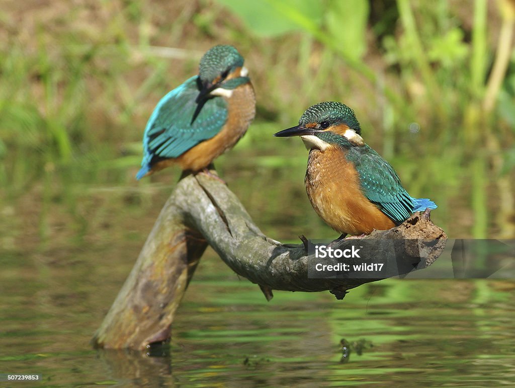 Two kingfishers on a branch Two kingfishers on a branch catching fish in the river. Kingfisher Stock Photo