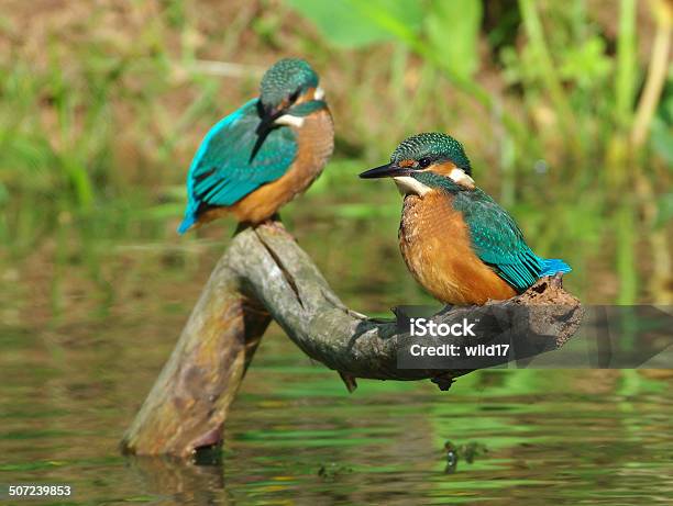 Two Kingfishers On A Branch Stock Photo - Download Image Now - Kingfisher, Two Animals, Animal Markings