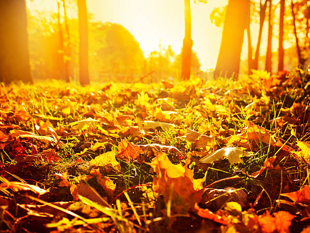 istock Beautiful autumn landscape 507240285