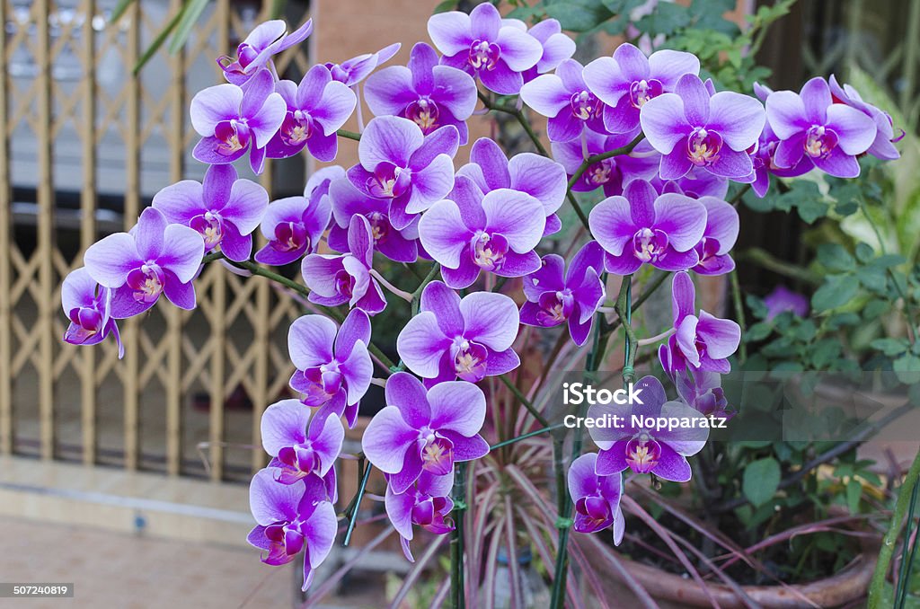 Foto de Bela Orquídea Roxa Phalaenopsis e mais fotos de stock de Abstrato -  Abstrato, Arranjo, Artigo de decoração - iStock
