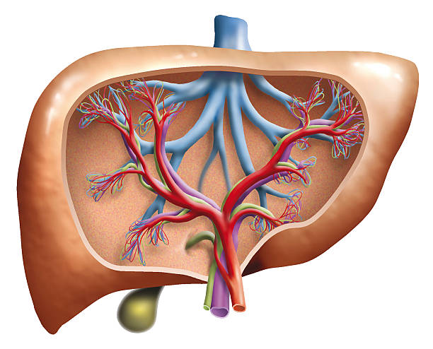 Human Liver Cross-section illustration of a human liver. glycogen stock pictures, royalty-free photos & images