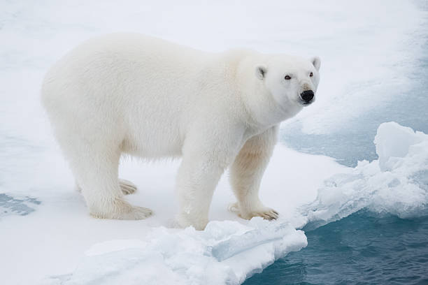 Polar Bear on Pack Ice Polar Bear on Arctic Pack Ice   polar bear photos stock pictures, royalty-free photos & images