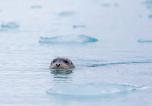 Bearded Seal swimming among sea ice in the Arctic Ocean  