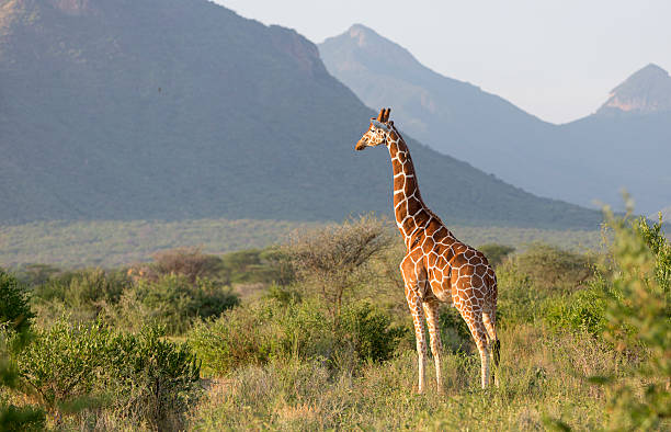 istock Reticulated giraff in beautiful landscape, Samburu, Kenya. 507242193