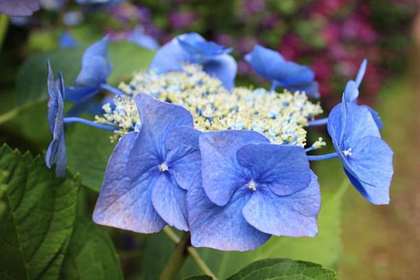 Photo showing a mass of pale blue flowers growing on a large hydrangea bush (Hydrangea macrophylla) next to the garden lawn.  Thse lacecap hydrangeas are enjoying a shady part of the garden, beneath some large trees that cast shade, and are pictured flowering in the middle of the summer.