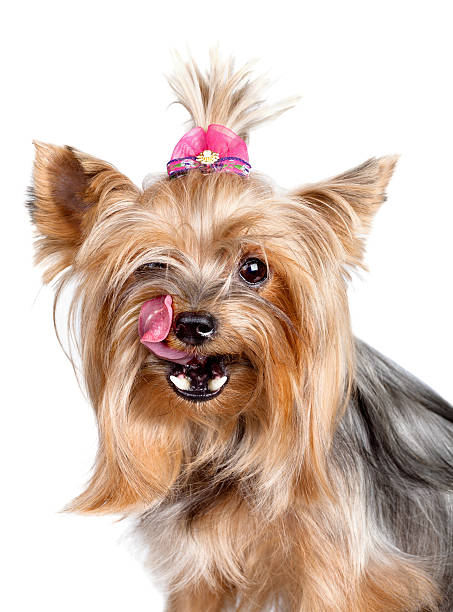 istock Yorkshire terrier dog licking its nose with his tongue 507243205
