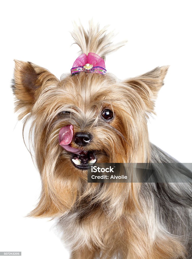 Yorkshire terrier dog licking its nose with his tongue Yorkshire terrier dog licking its nose with his tongue isolated on white Tied Bow Stock Photo