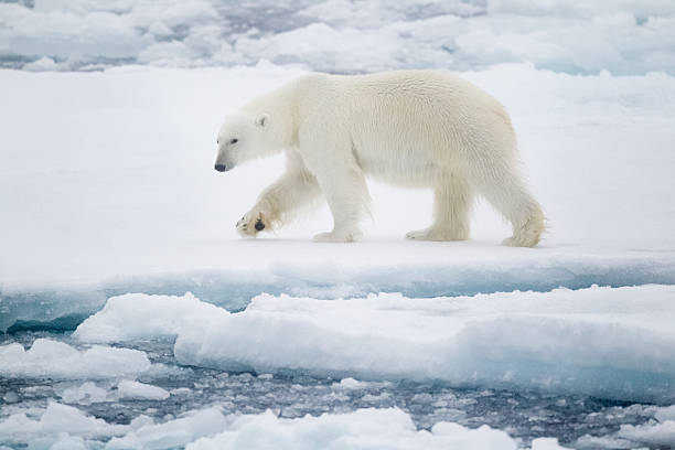 urso polar em massa de gelo flutuante - massa de gelo flutuante - fotografias e filmes do acervo