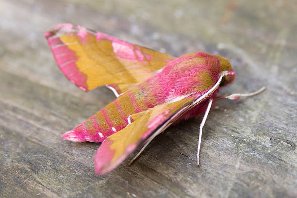 Small Elephant Hawkmoth on Wood side view stock photo