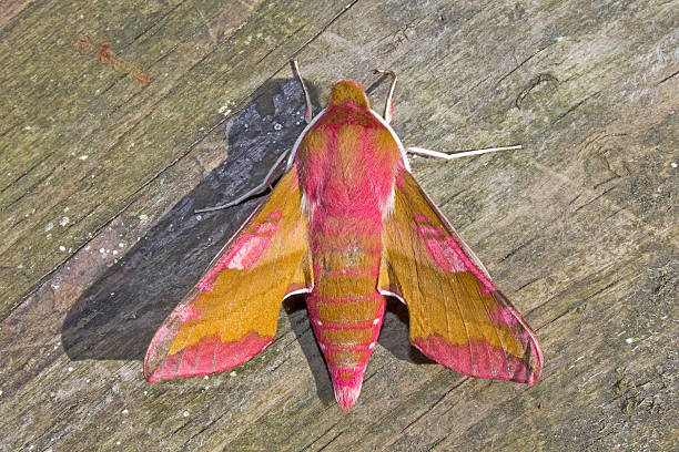 Small Elephant Hawkmoth on Wood from Above stock photo