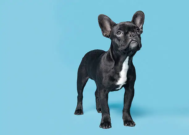 French Bulldog Puppy Looking Up On Blue Background