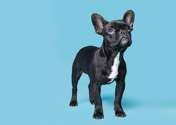 buldogue francês cachorrinho - standing puppy cute animal imagens e fotografias de stock