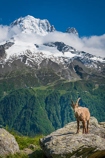 alpine ibex hoch in den alpen mit blick auf schneebedeckten berggipfeln - alpensteinbock stock-fotos und bilder