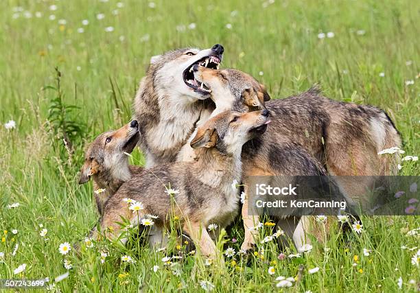 Wolf Family Stock Photo - Download Image Now - Wolf, Gray Wolf, Puppy