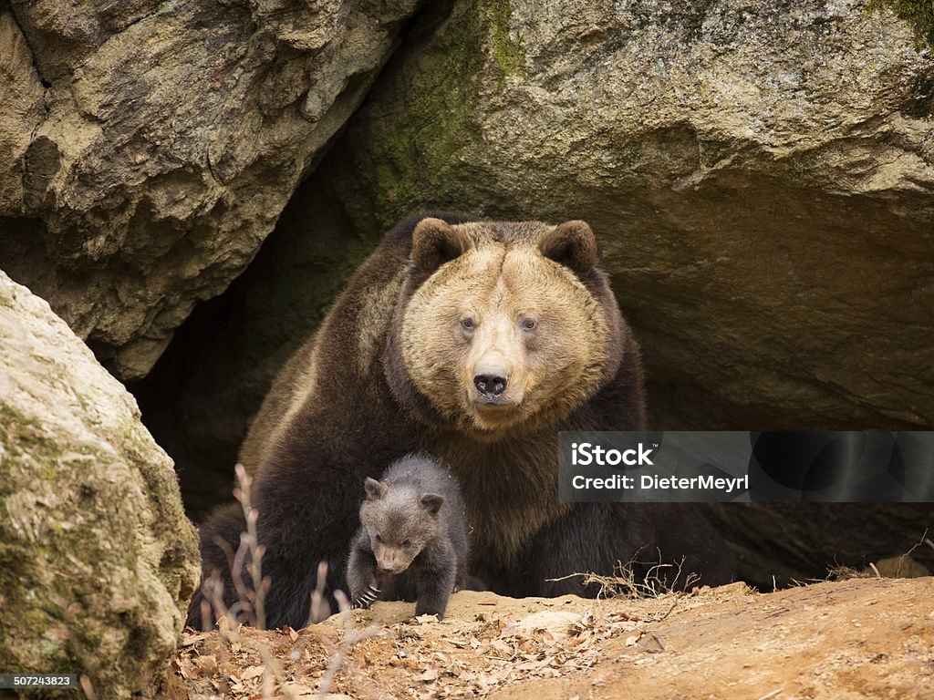 Brown bear family Brown bear with her cub Bear Stock Photo