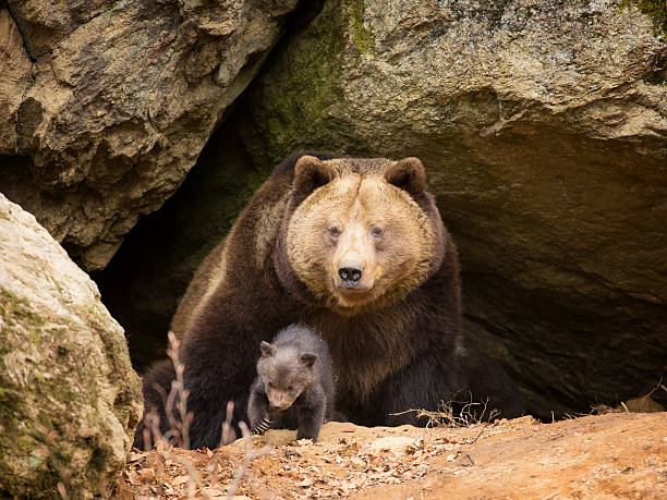 бурый медведь семьи - cave bear стоко�вые фото и изображения