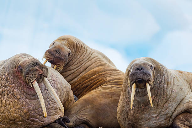 Waltus Walrus Hauled Out on Beach with Iceberg and Ocean in the Background walrus stock pictures, royalty-free photos & images