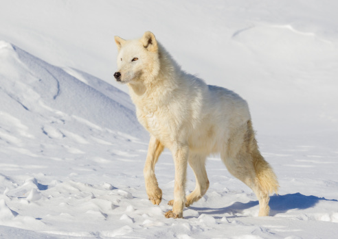 Arctic Wolf  
