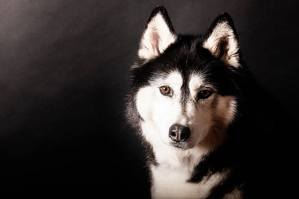 istock Studio shot of black and white Siberian Husky dog 507247594