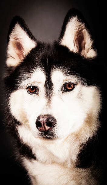 istock Studio shot of black and white Siberian Husky dog 507247662