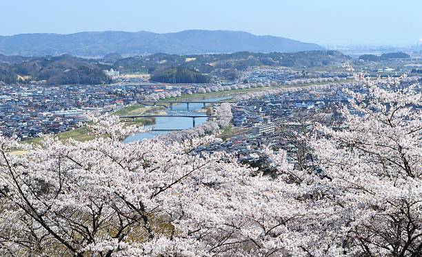 istock Cherry blossoms and Shiroishi River 507248562