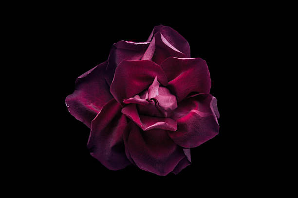 istock Dark red rose on the black background 507248586