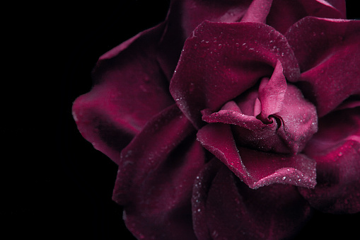 Dark red rose on the black background  close-up horizontal