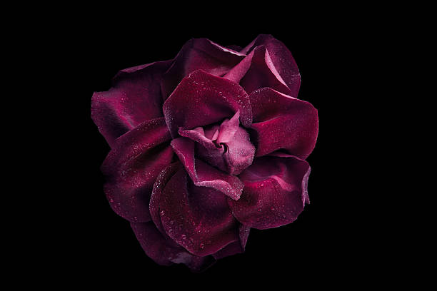 istock Dark rose with water drop on black background top view 507248638