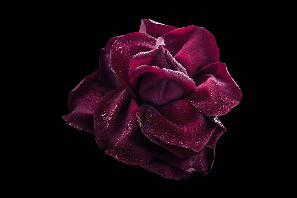 istock Dark red rose with water drop on the black background 507248658