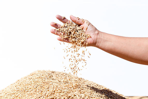 istock hand hold paddy  rice on the white background 507248800