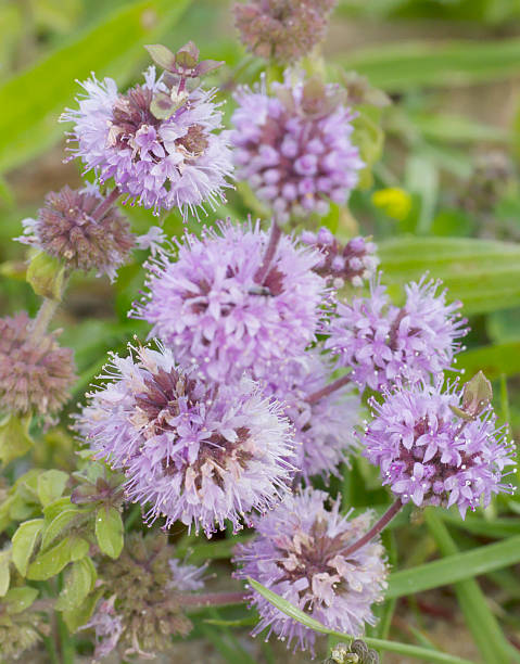 mięta polej (mentha pulegium - millingerwaard zdjęcia i obrazy z banku zdjęć