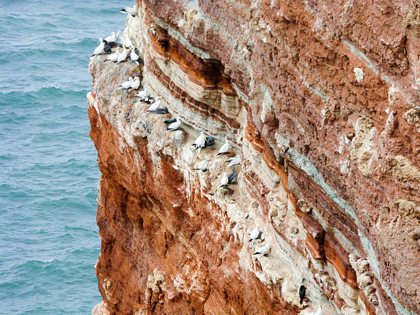 Northern gannets on cliff, Heligoland, Germany