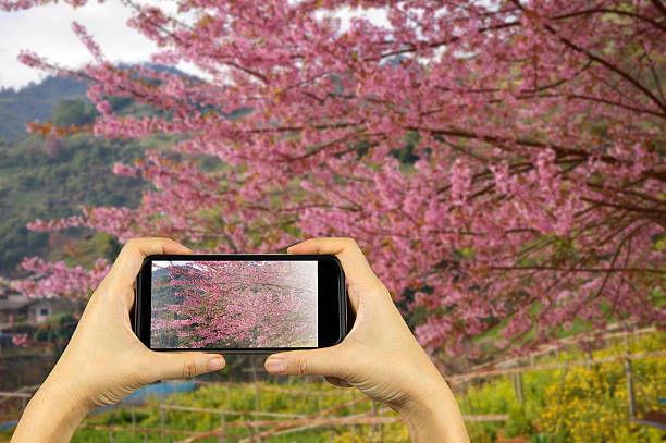 istock Taking photo on smart phone concept. 507250650