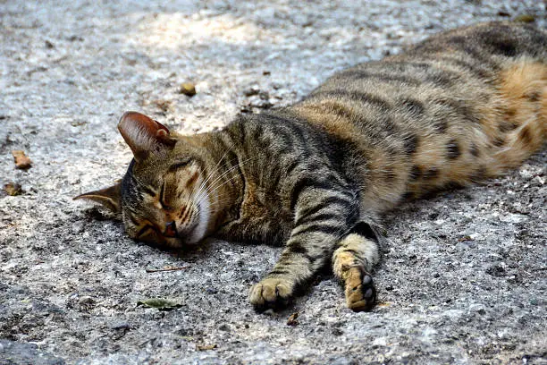 Photo of Cat sleeping near Verdala Palace, Siggiewi, Malta