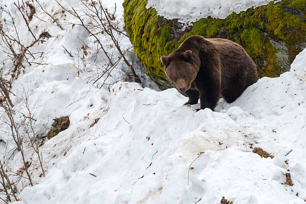 istock Brown bear walking on the snow 507255086