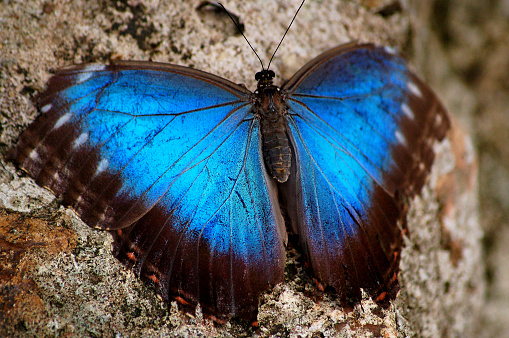 Macro photo of the Common Blue Morpho butterfly, highlighting its iridescent bright aqua blue wings as it rests on a rock, in the rainforest of Belize.
