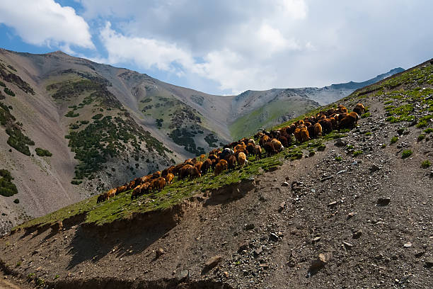 istock Herd of sheep in mountains 507256586