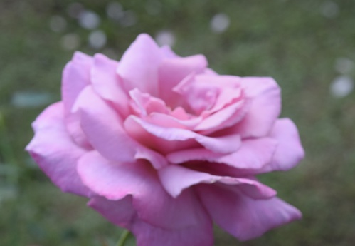 surrealistic blurred pink rose, painting-like photograph