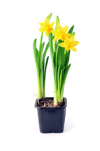 istock yellow daffodil in flowerpot on white isolated background 507257248