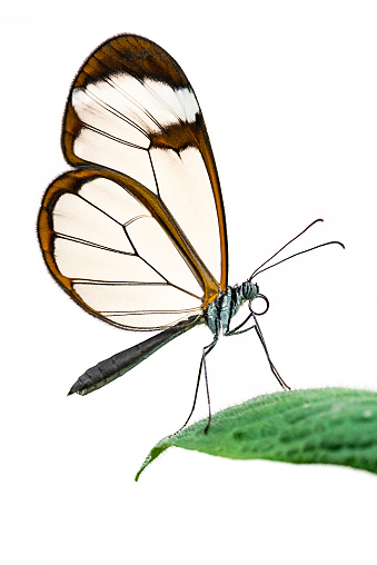 Clearwing or Glasswing butterfly {Greta oto} isolated against a white background. Captive animal. UK, April