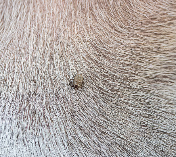 istock Big Tick on a dog in cleaning. 507260600