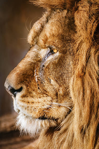 istock Portrait of Lion 507261084
