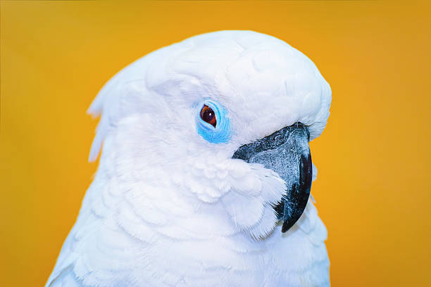 istock The Cockatoo Parrot 507261574