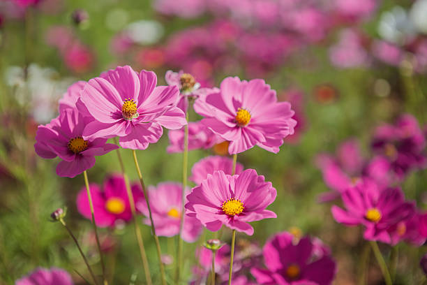 istock Cosmos flowers blooming 507262660