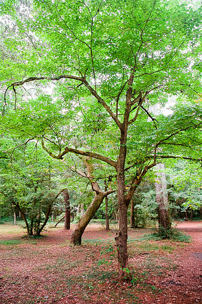 istock Fort Raleigh National Historic 507263354