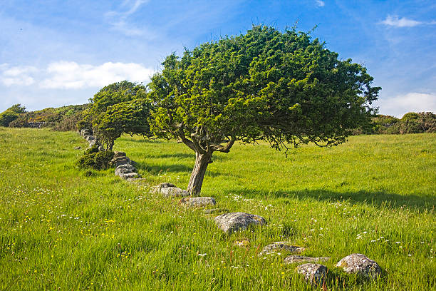 Torrs Hill Windswept Trees in Old Wall Landscape stock photo